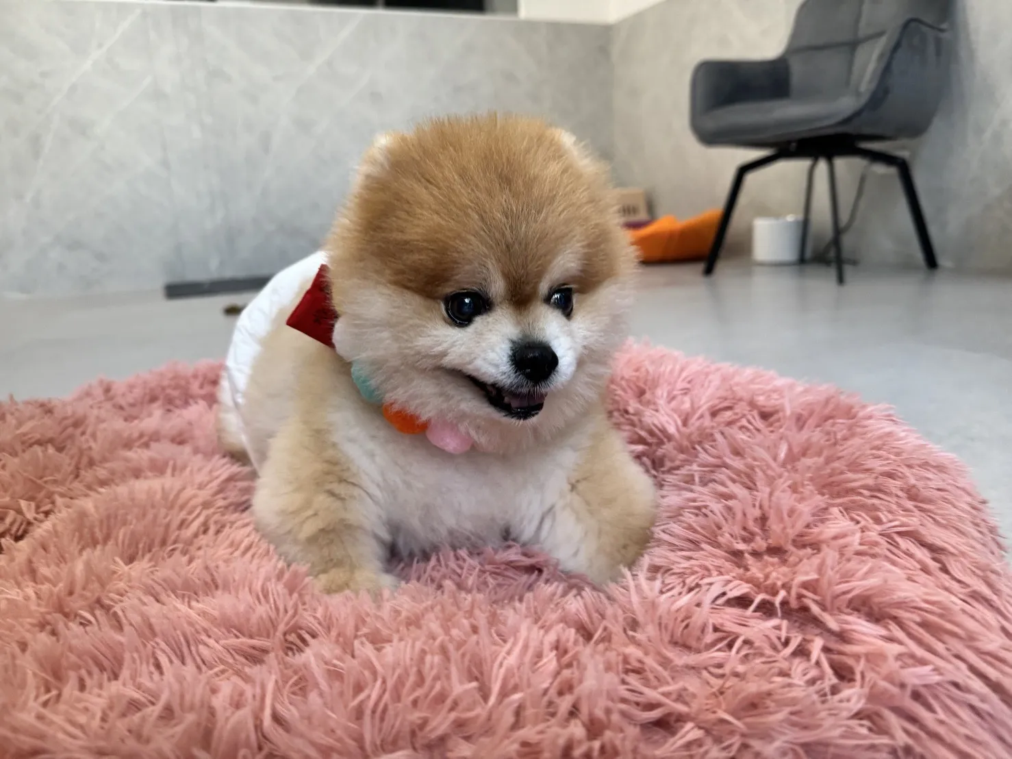 沐寓寵物精緻旅館