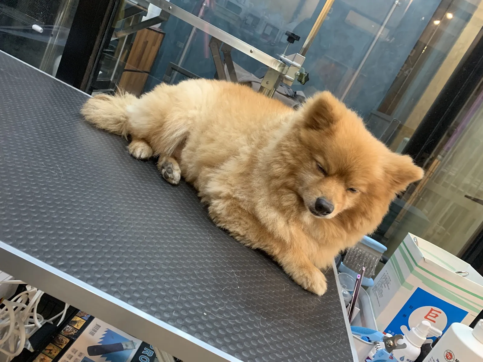 佳晟寵物美容旅館