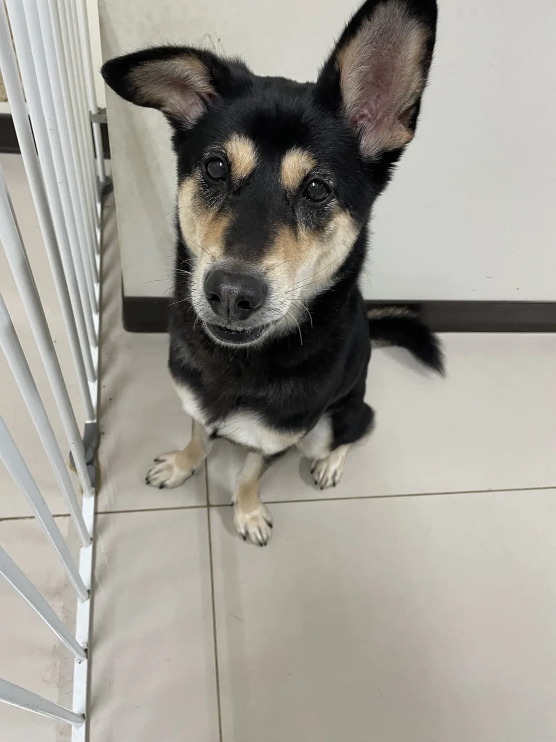 喜樂狗日子有限公司