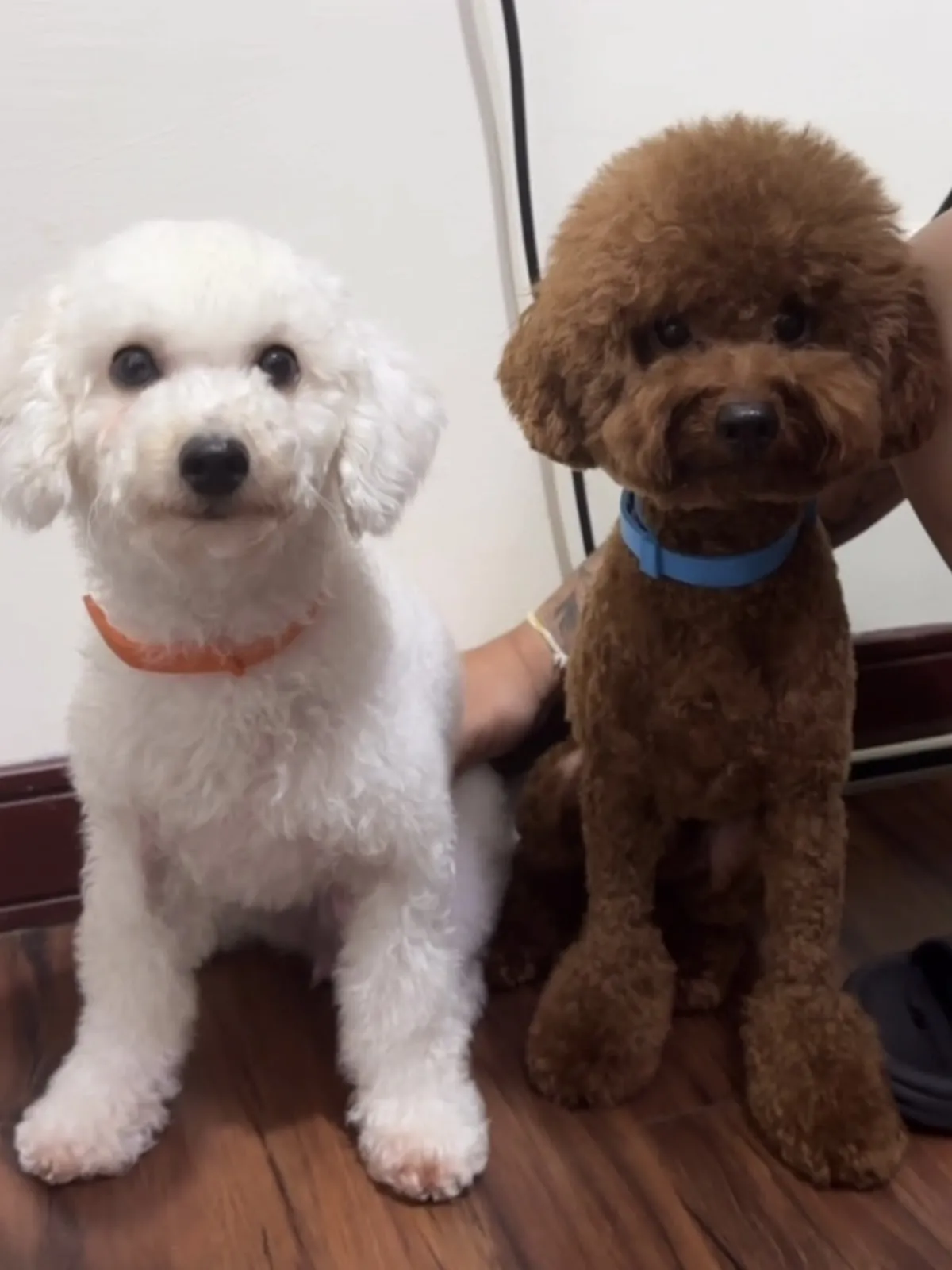 喜樂狗日子有限公司