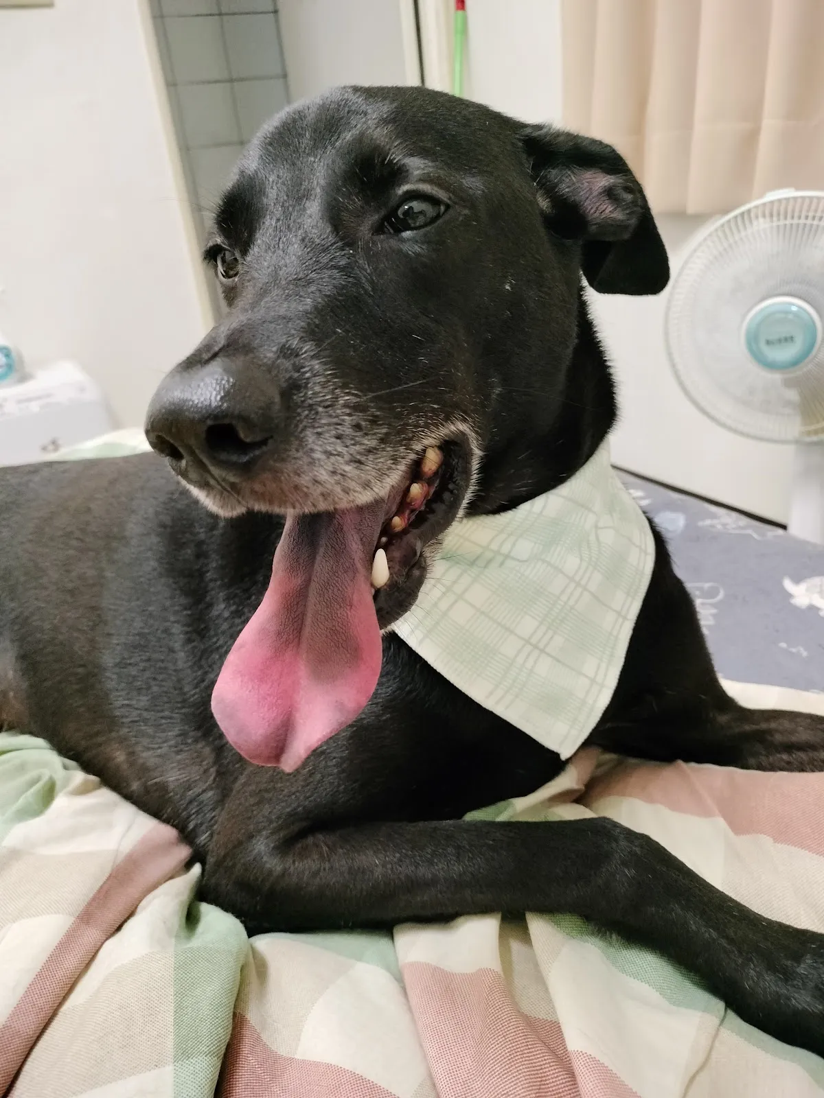 喜樂狗日子有限公司