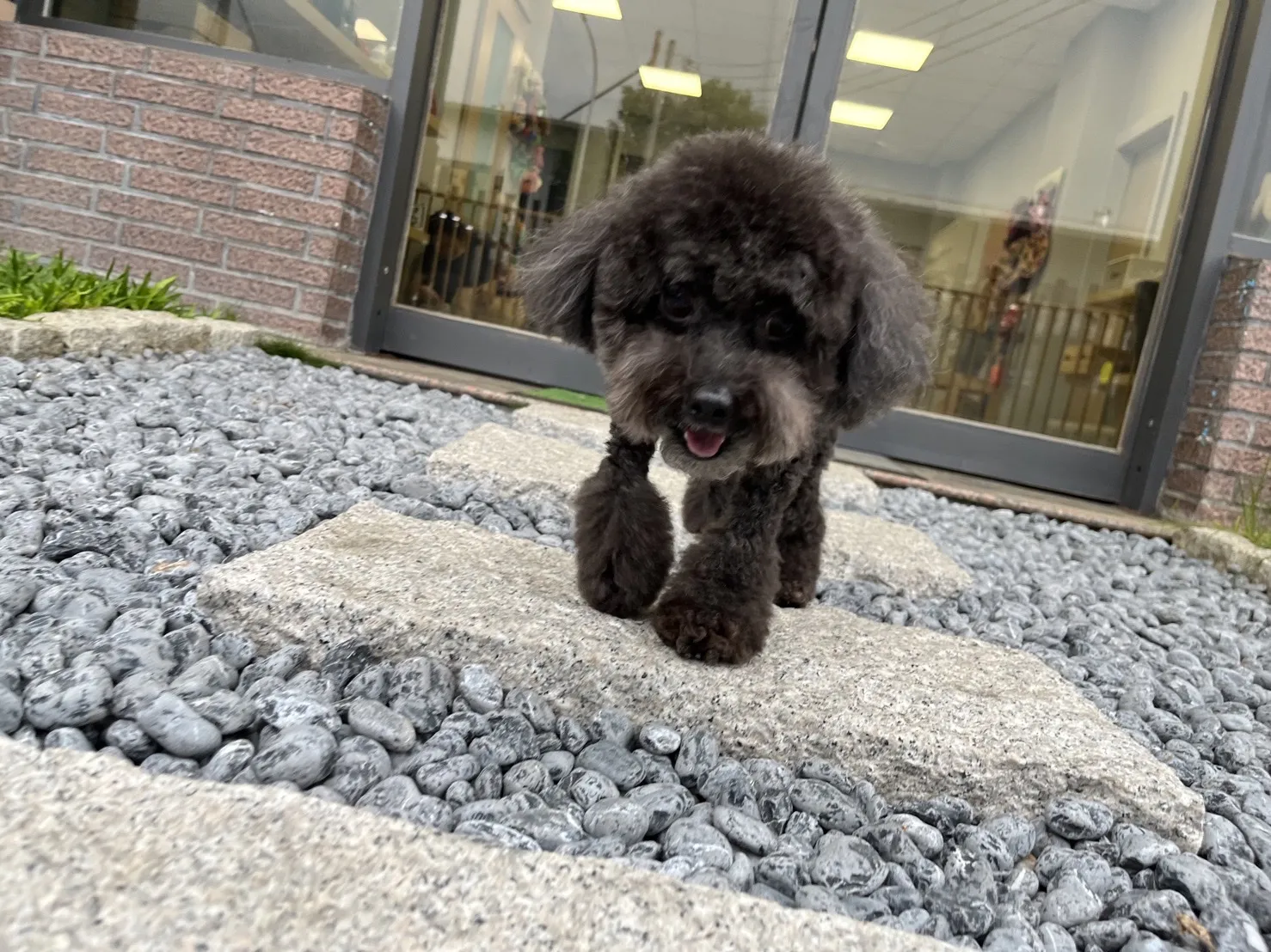 喜樂狗日子有限公司