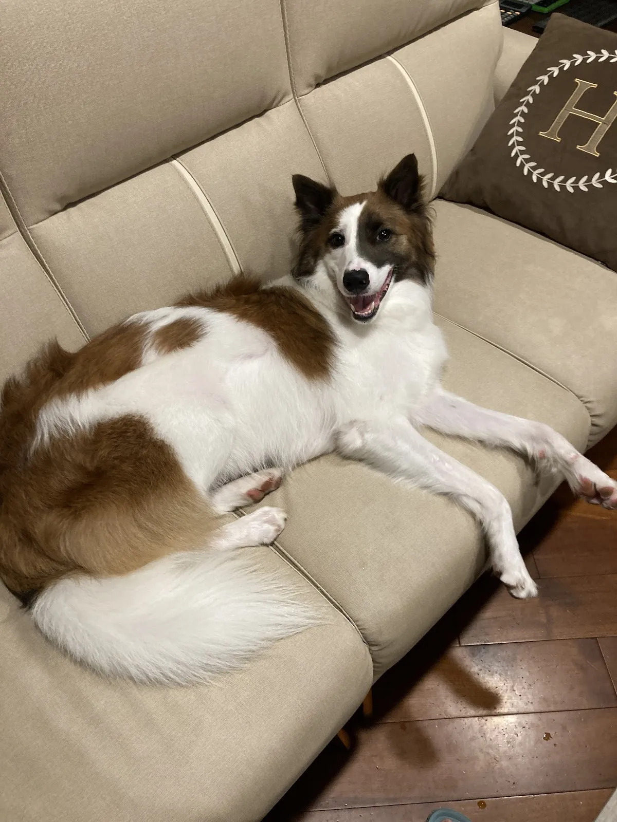 喜樂狗日子有限公司