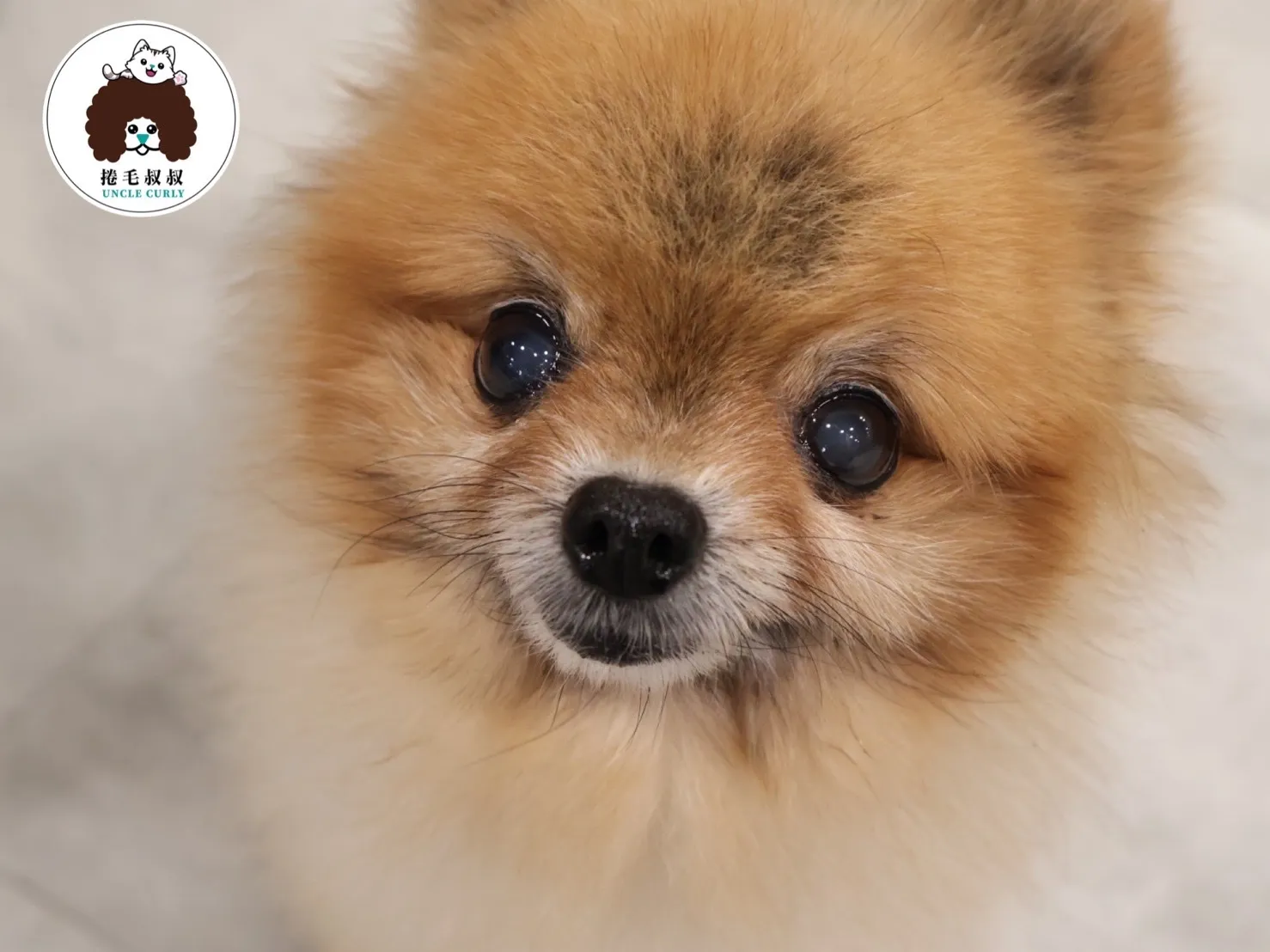 捲毛叔叔寵物美容