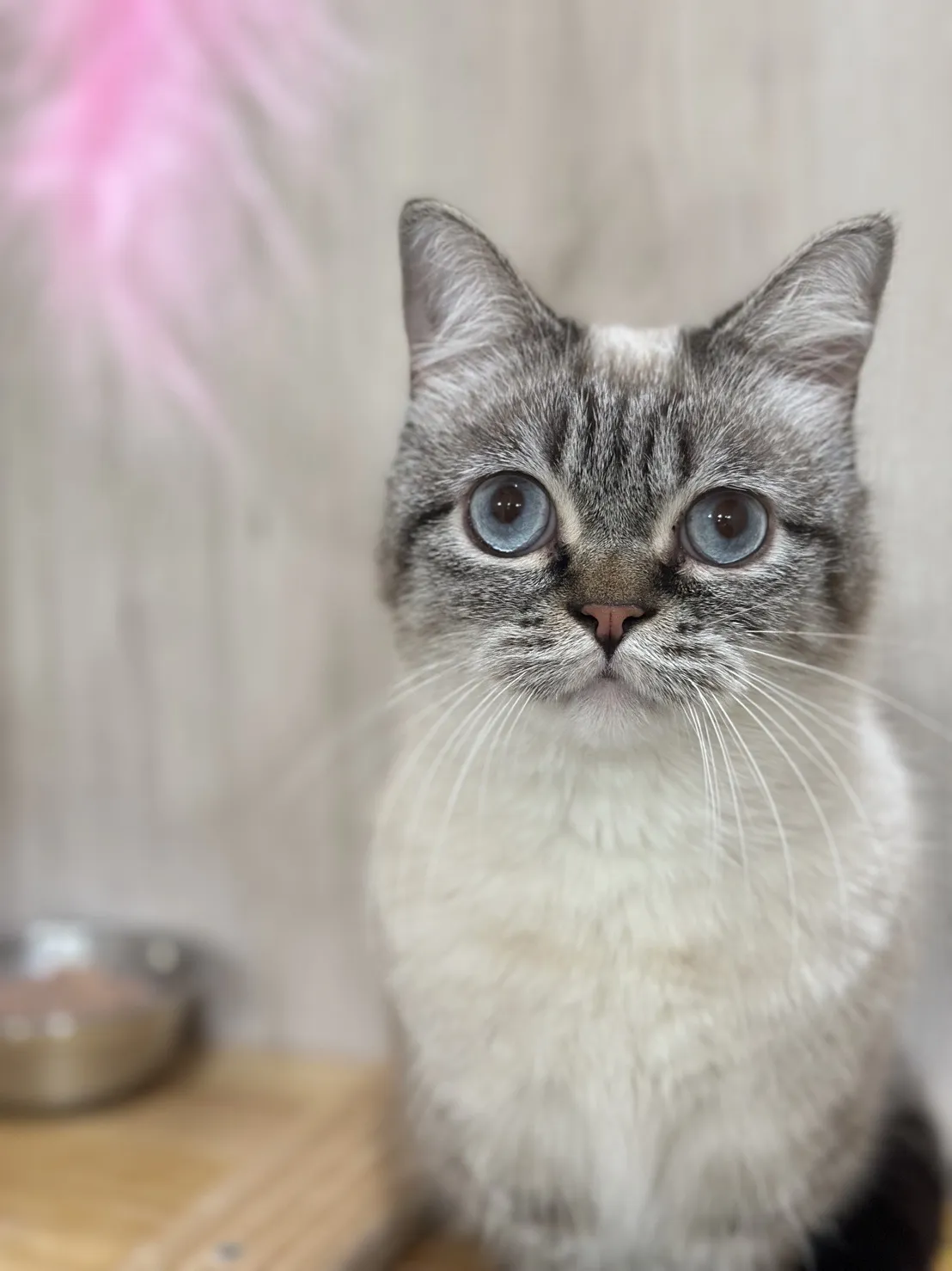 捲毛叔叔寵物美容