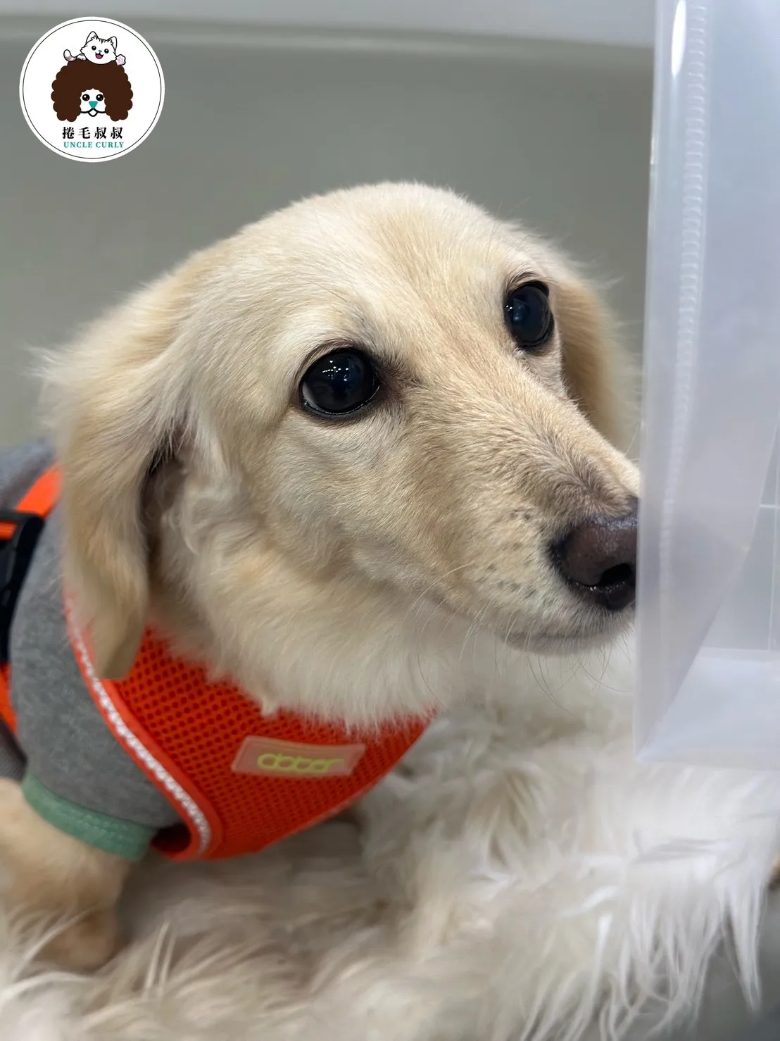 捲毛叔叔寵物美容