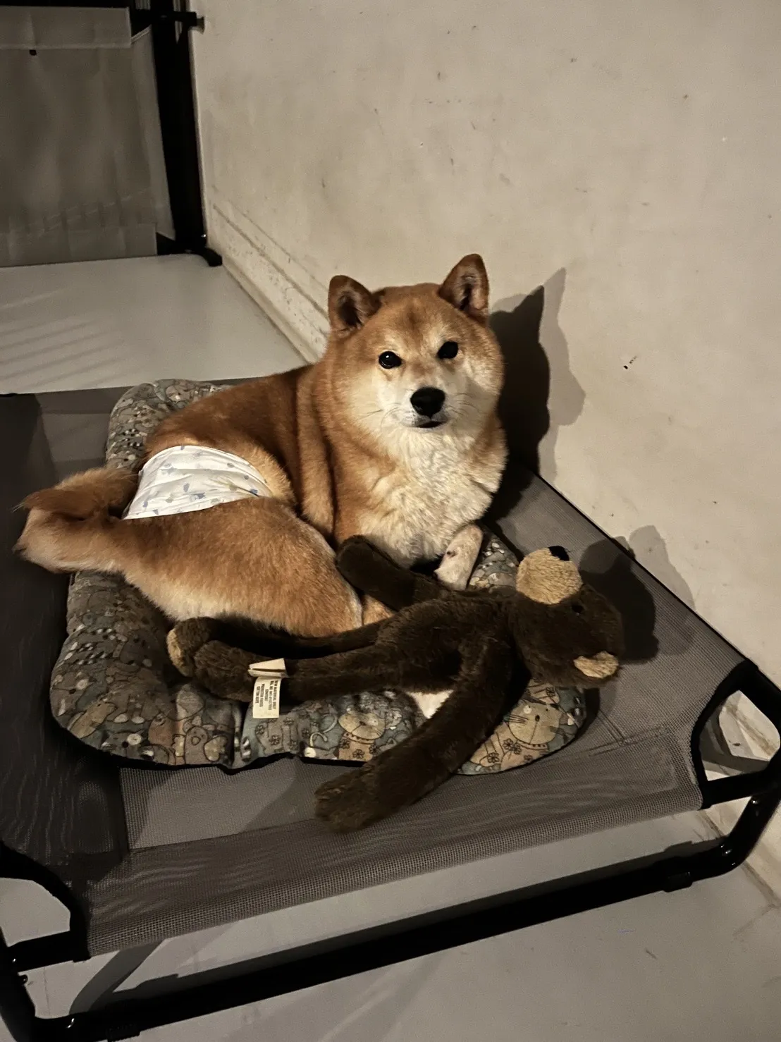 捲毛叔叔寵物美容