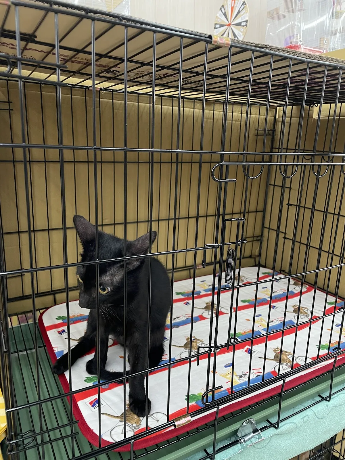 貓窩寵物用品店