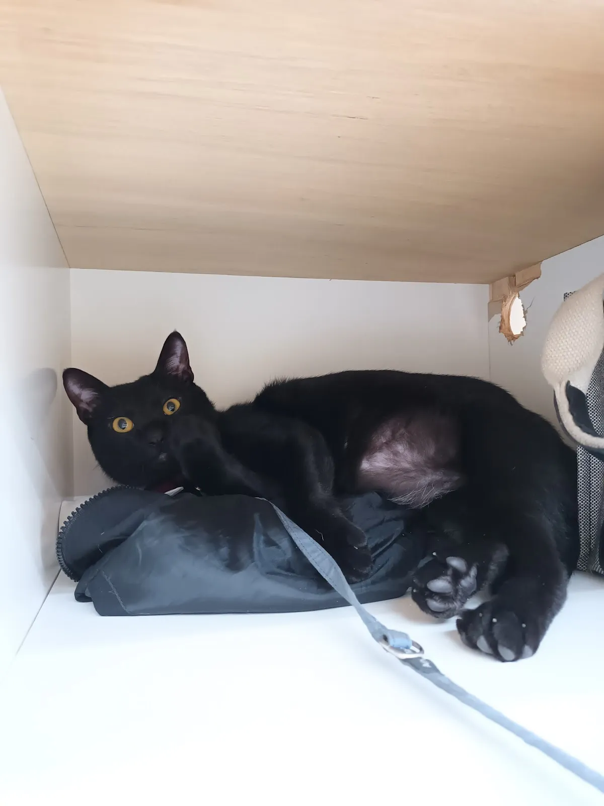 貓窩寵物用品店