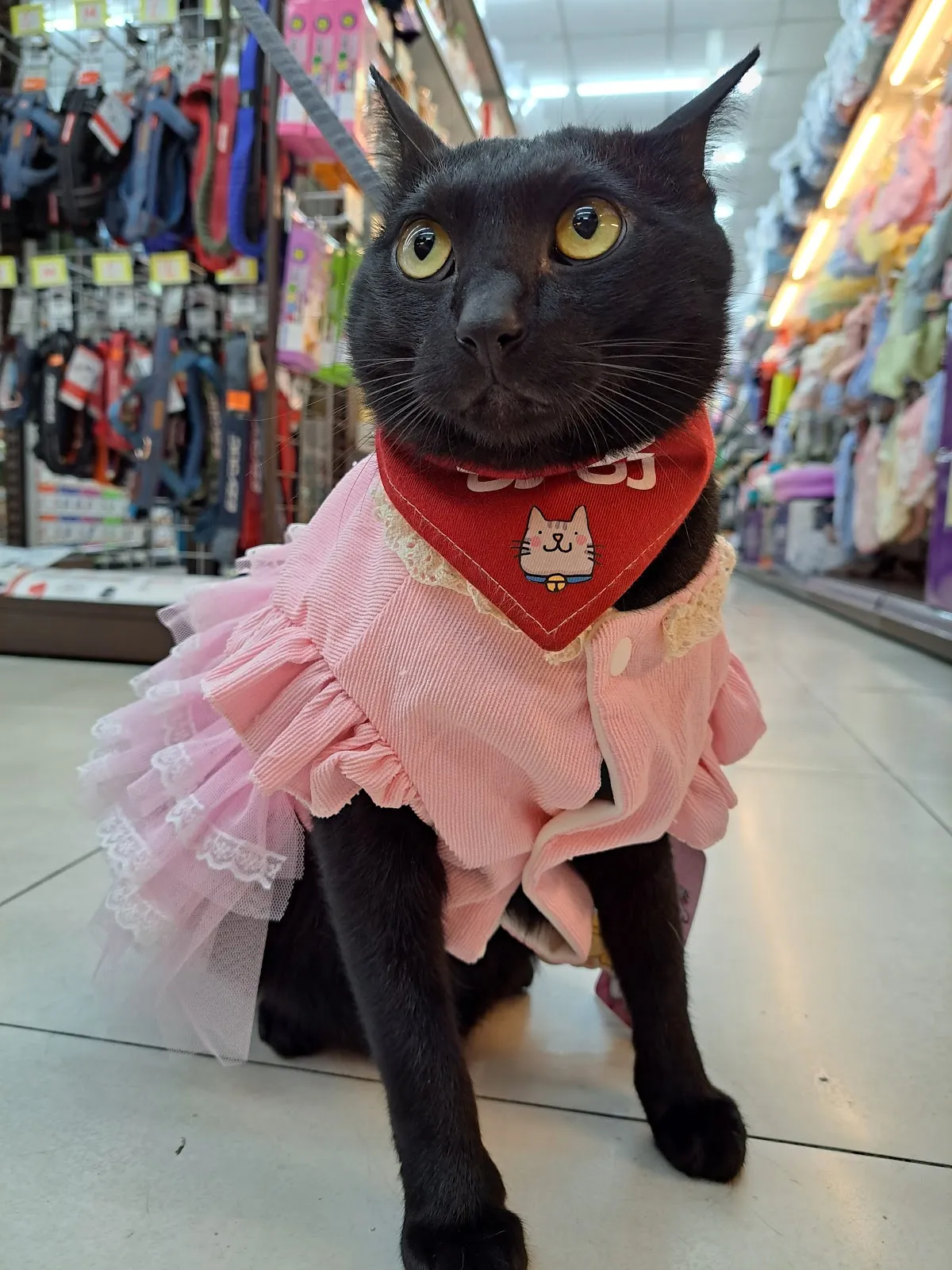 貓窩寵物用品店