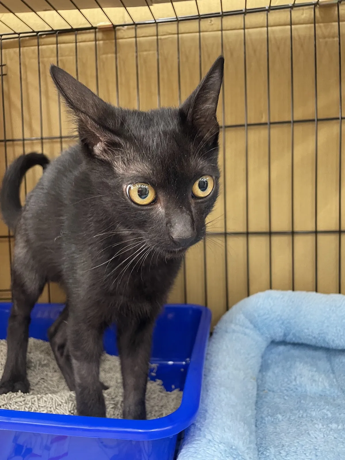 貓窩寵物用品店