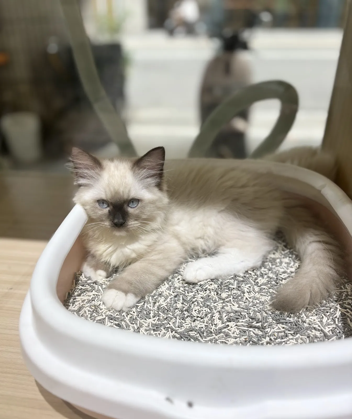 皇家豹貓專業貓舍