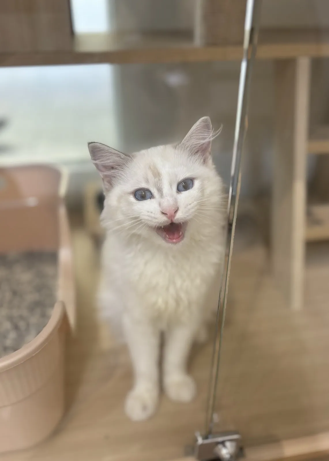 皇家豹貓專業貓舍