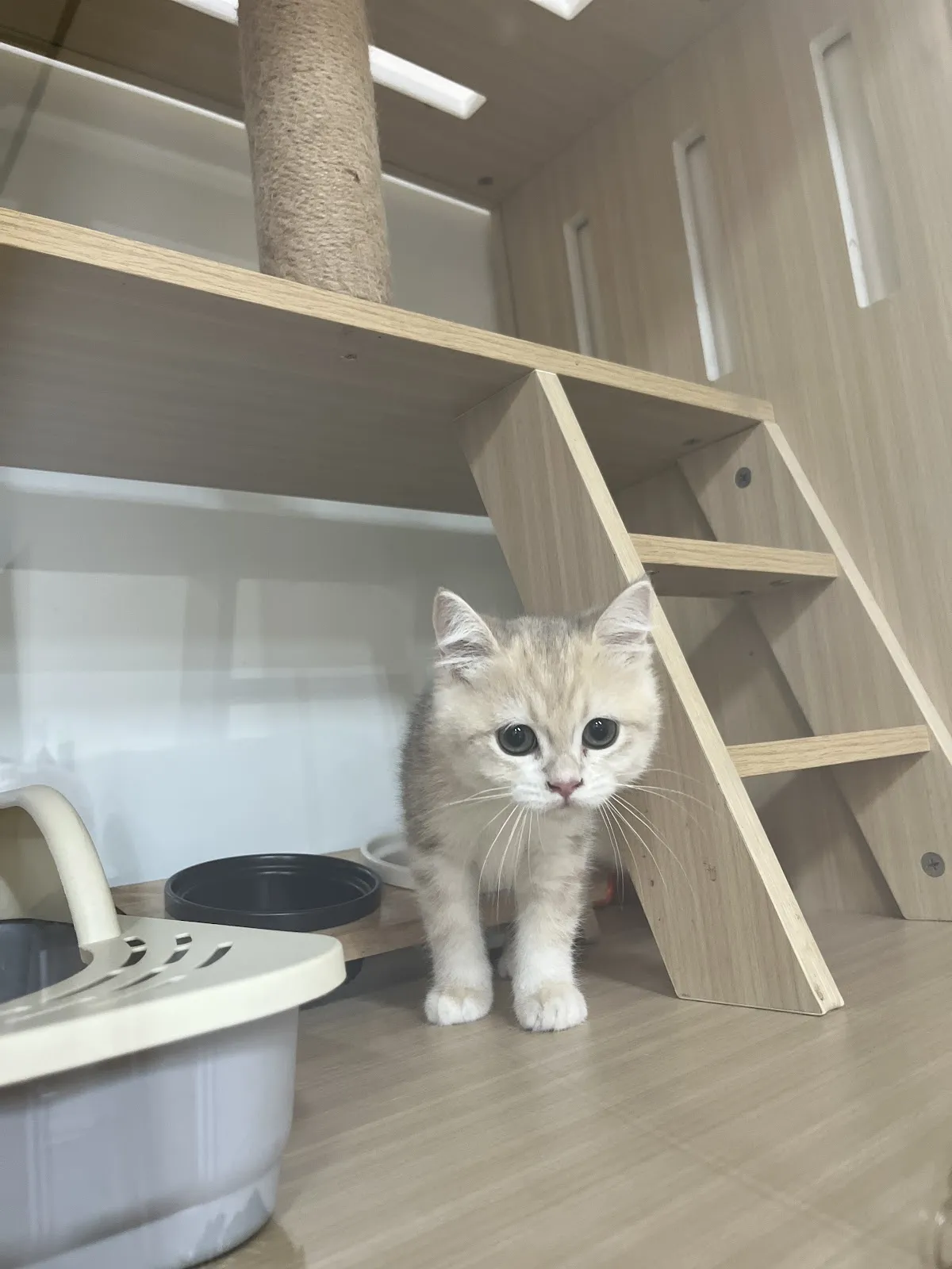 皇家豹貓專業貓舍