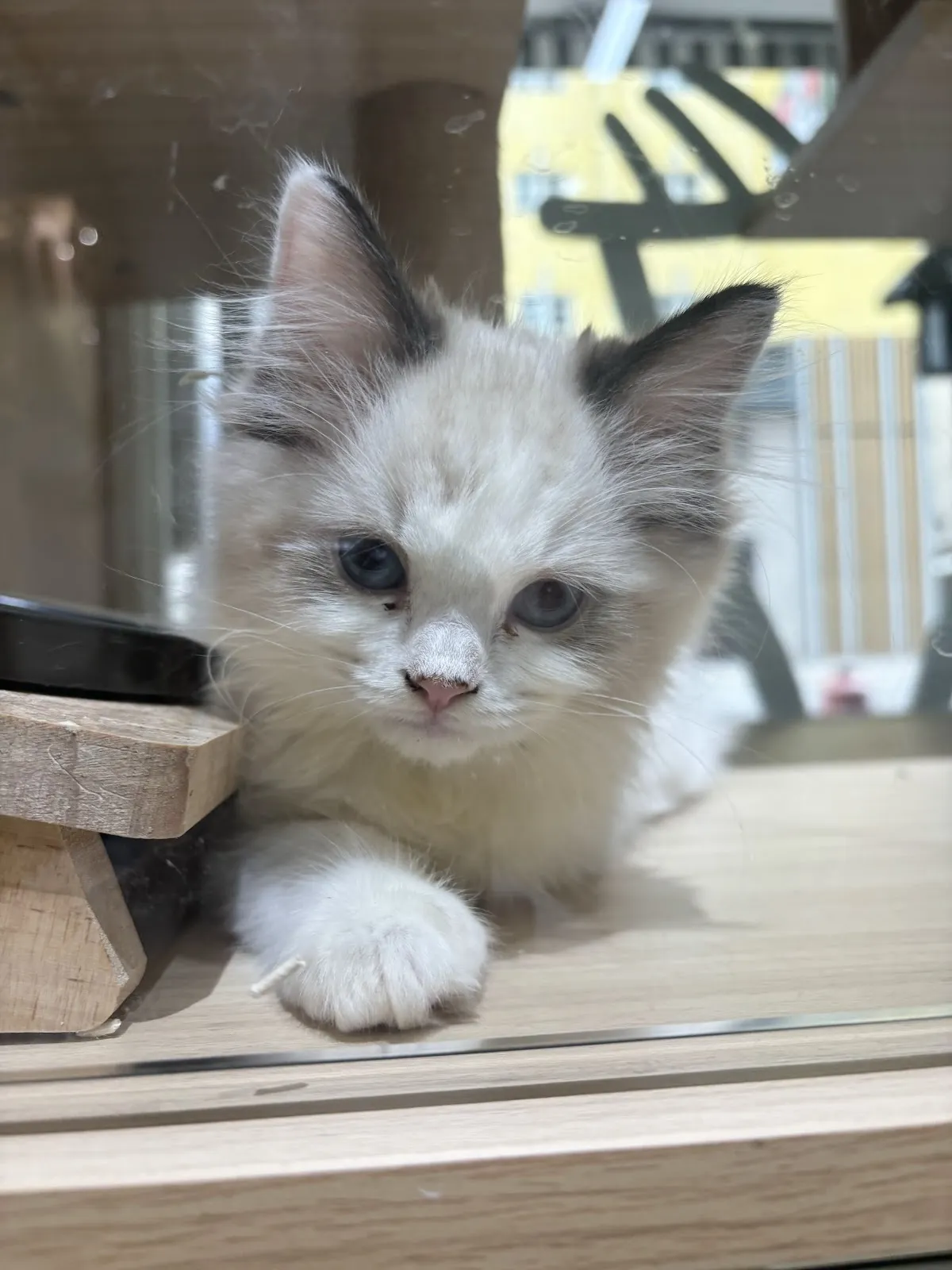 皇家豹貓專業貓舍