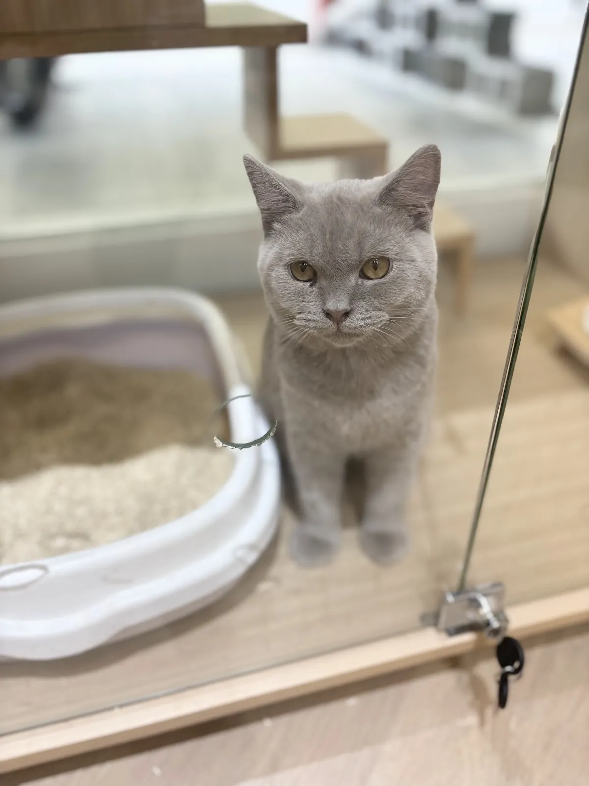 皇家豹貓專業貓舍