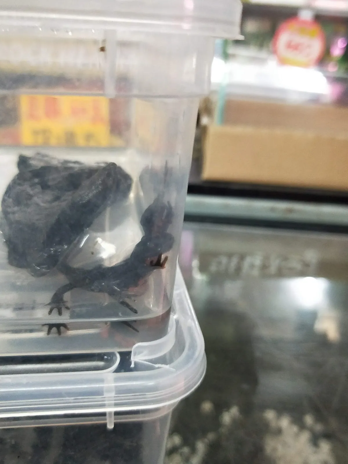 雅閣水族寵物坊