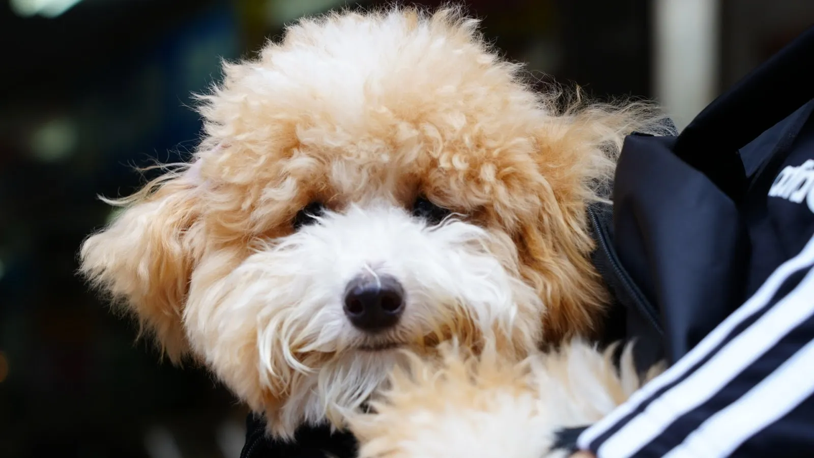 漫步林森寵物生活館