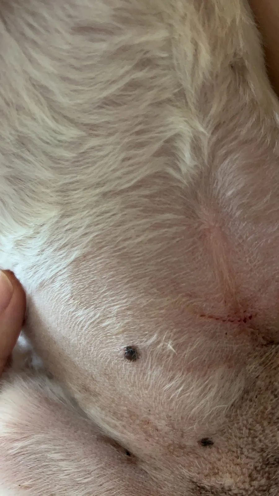 漫步林森寵物生活館