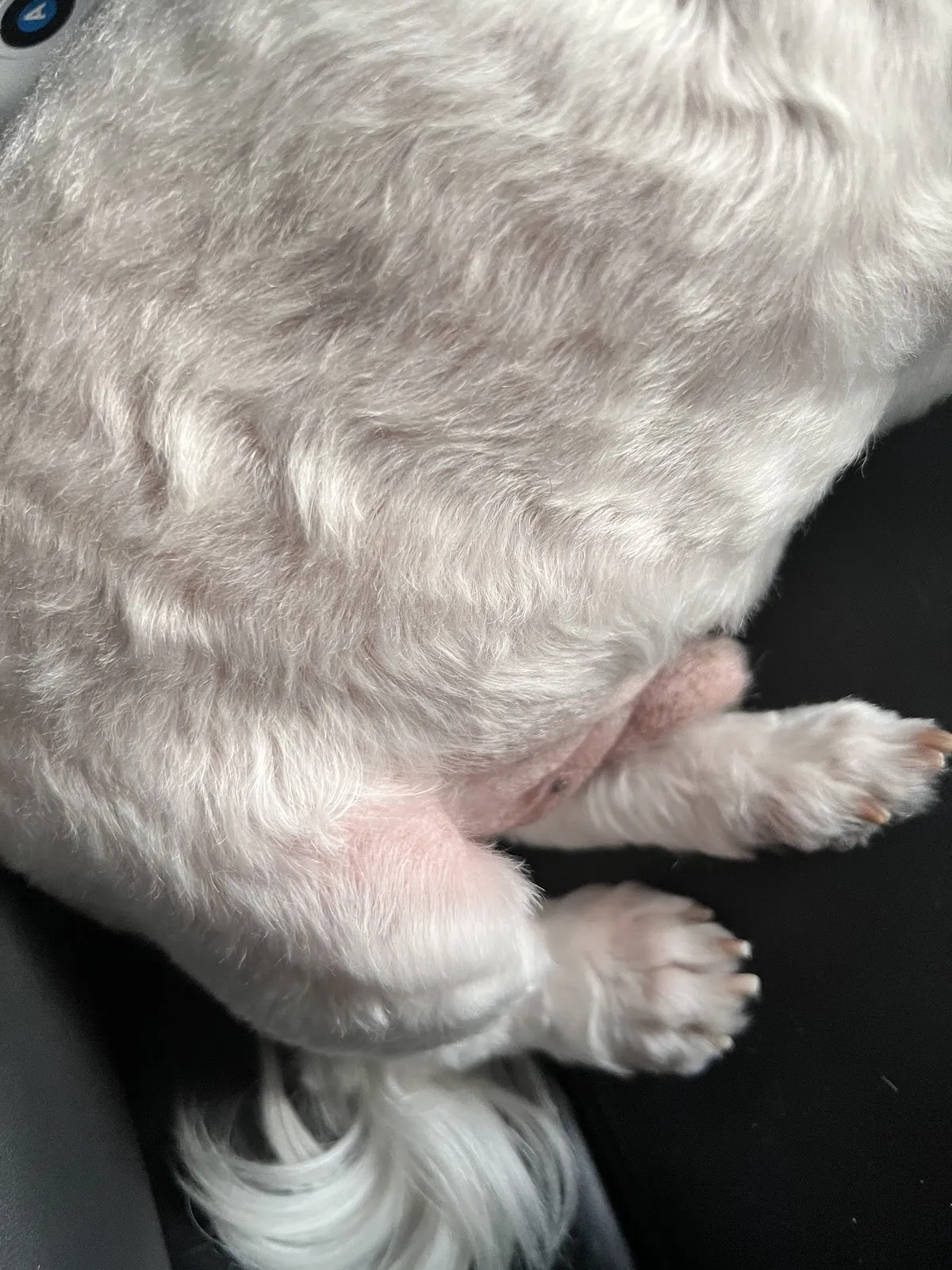 漫步林森寵物生活館