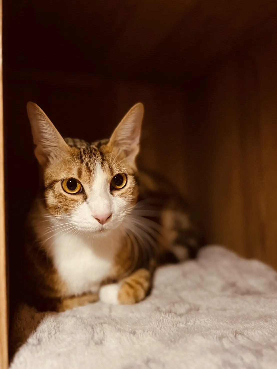 聽貓說貓咪旅館