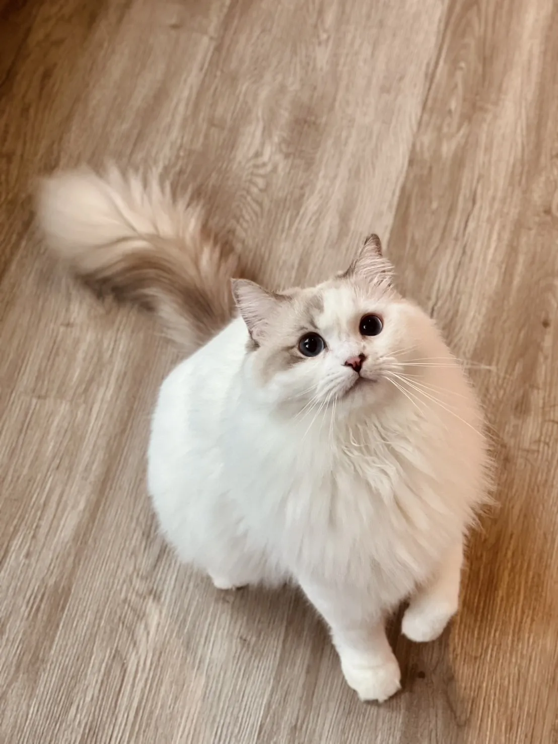 聽貓說貓咪旅館