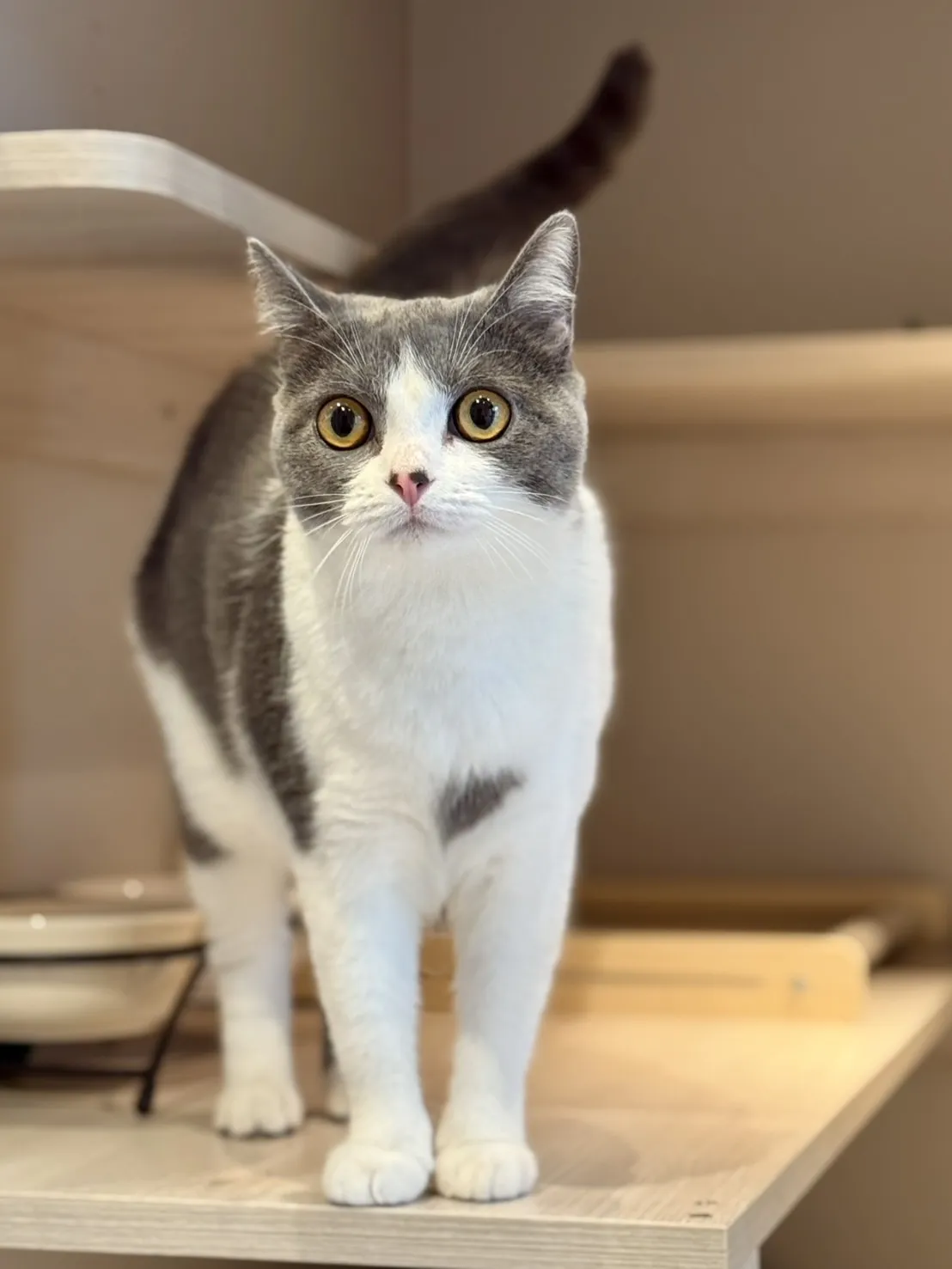 聽貓說貓咪旅館