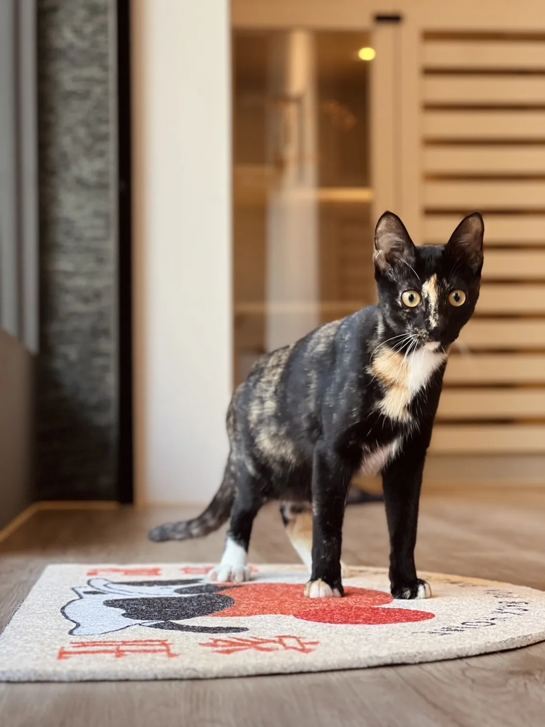 聽貓說貓咪旅館