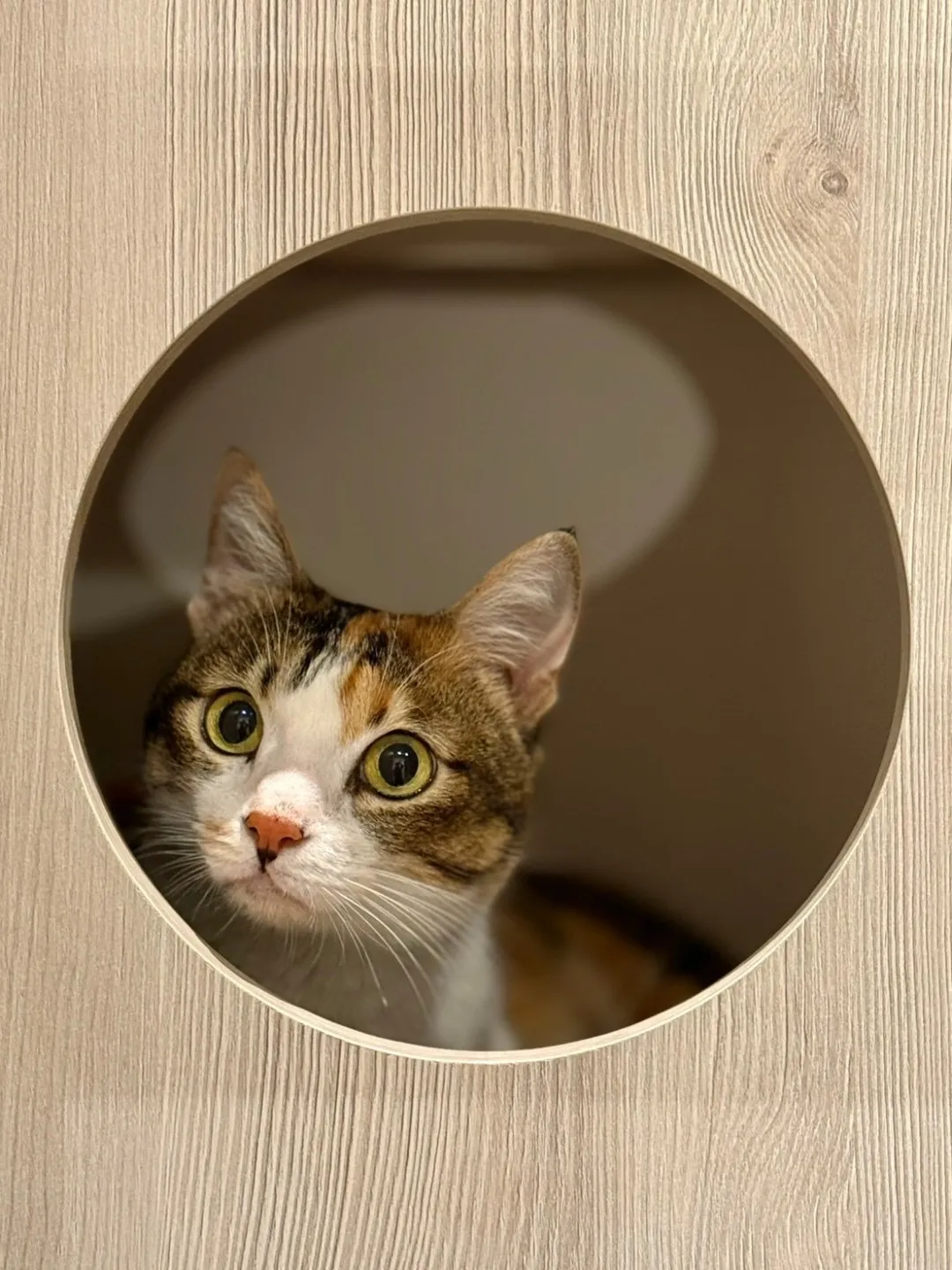 聽貓說貓咪旅館