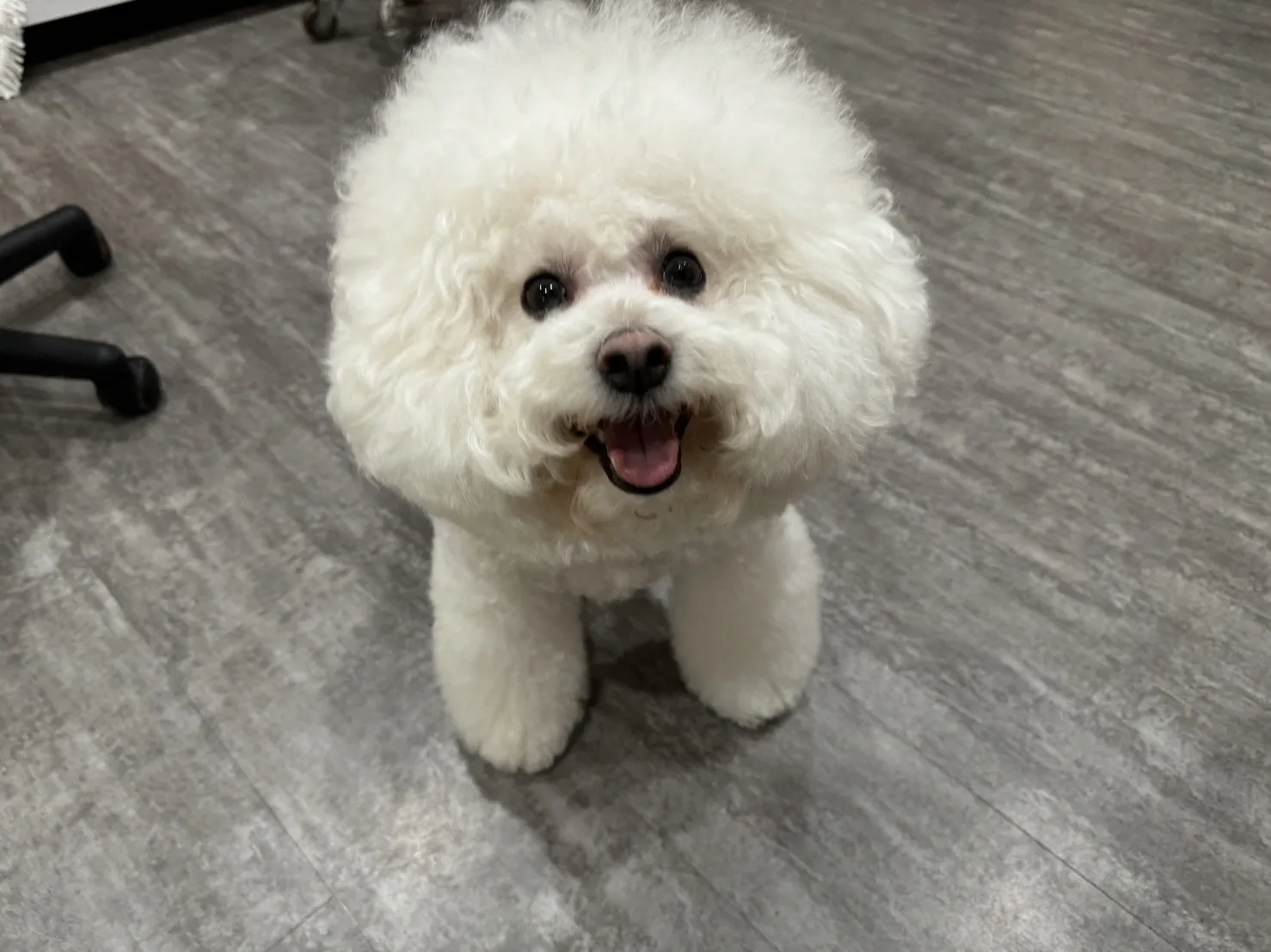 爪子精緻寵物沙龍店