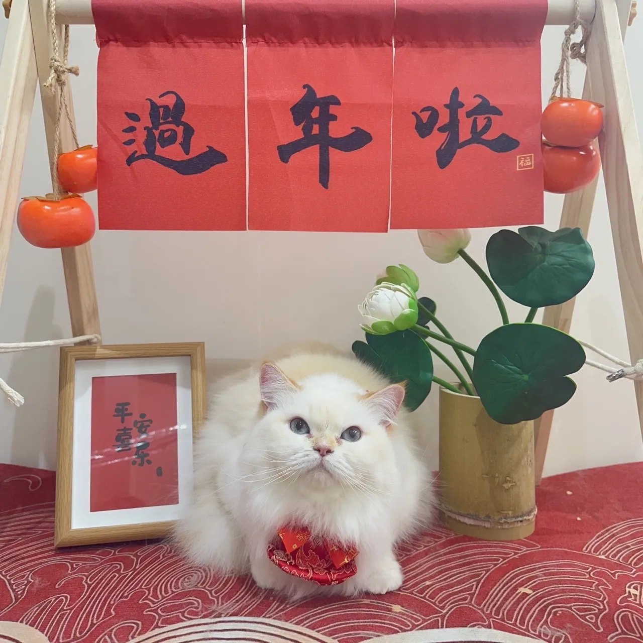 有貓膩貓咪生活館