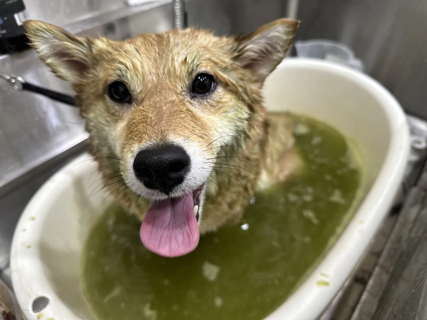 狗狗你好寵物美容