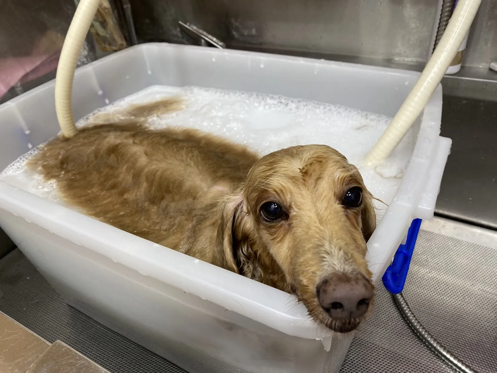 糖狗貓寵物沙龍