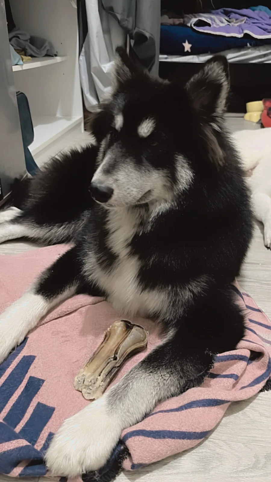 鑫安犬舍