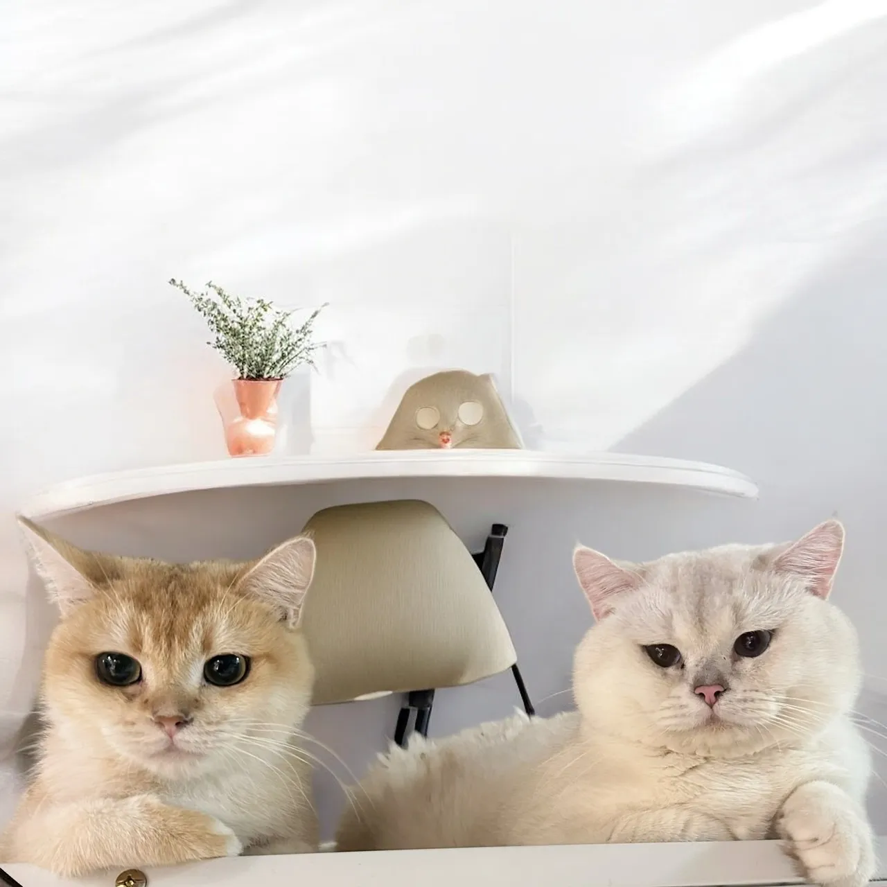 旺貓家族寵物生活館