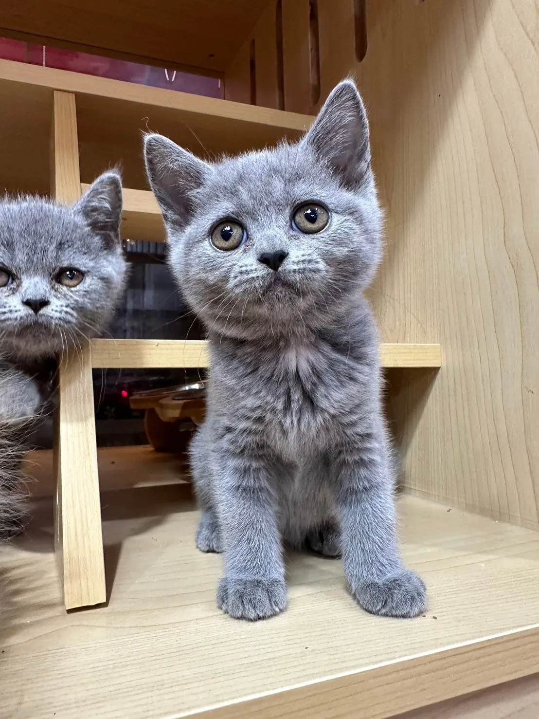 旺貓家族寵物生活館