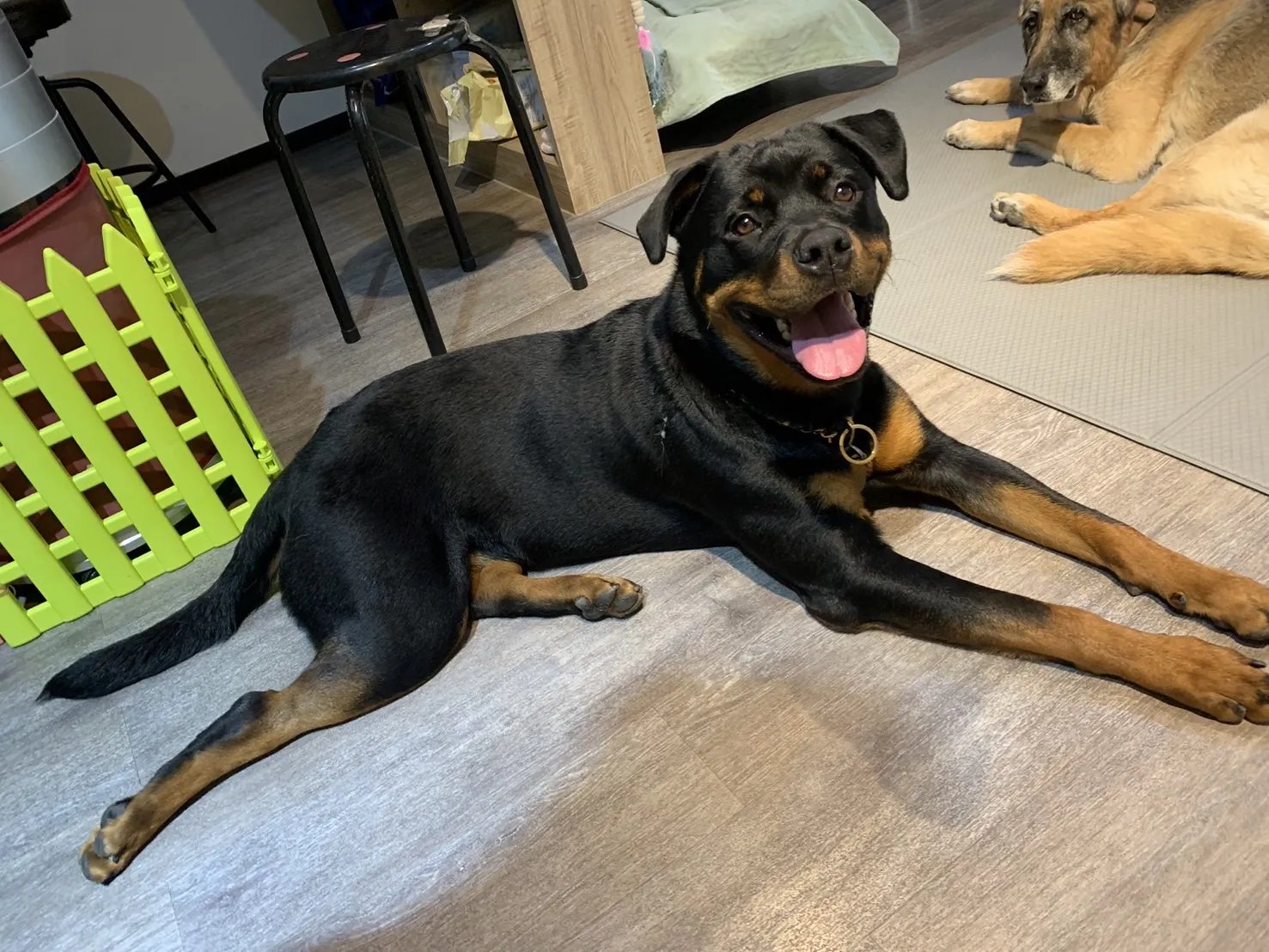 伏特窩寵物旅館