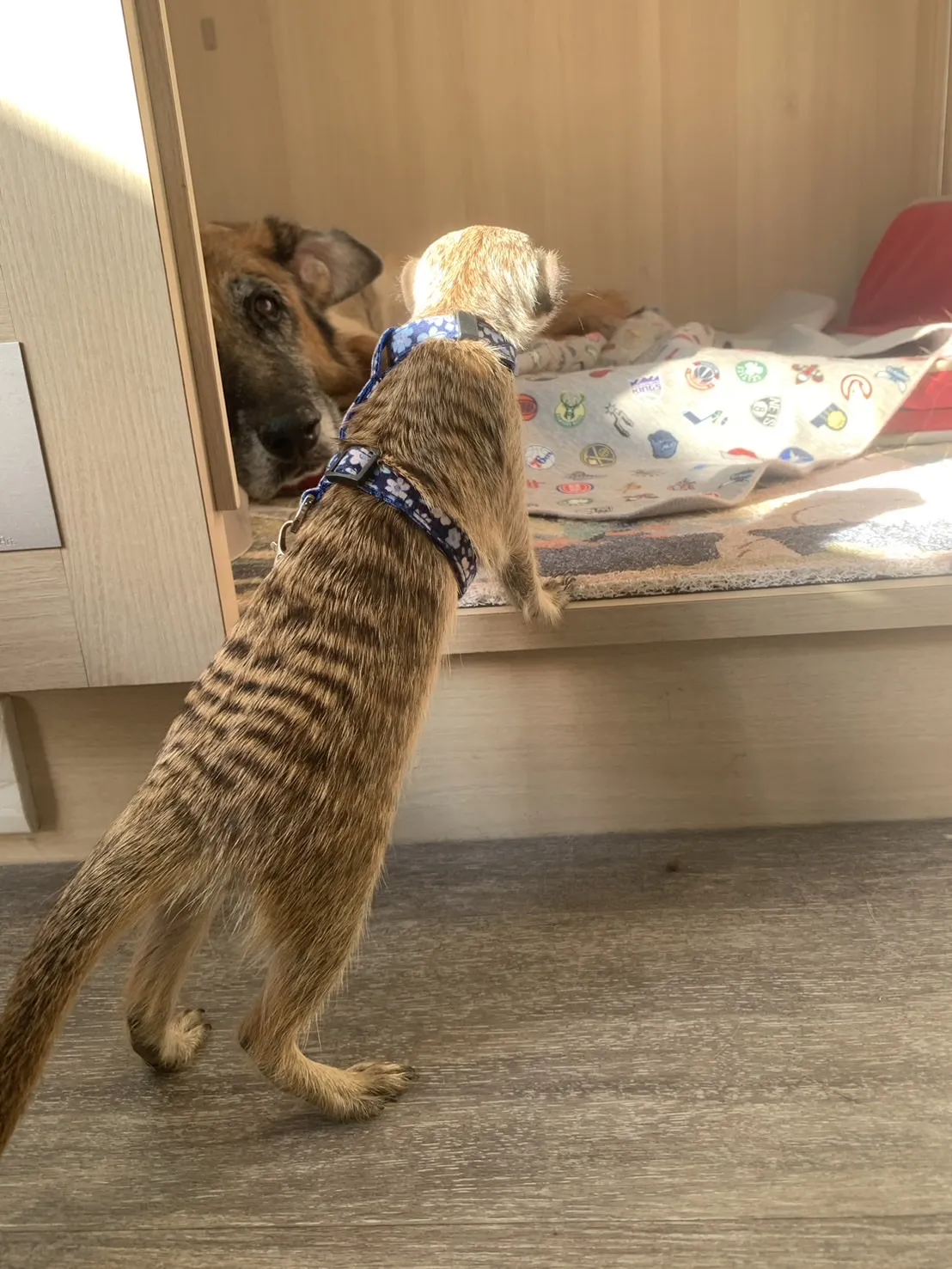 伏特窩寵物旅館