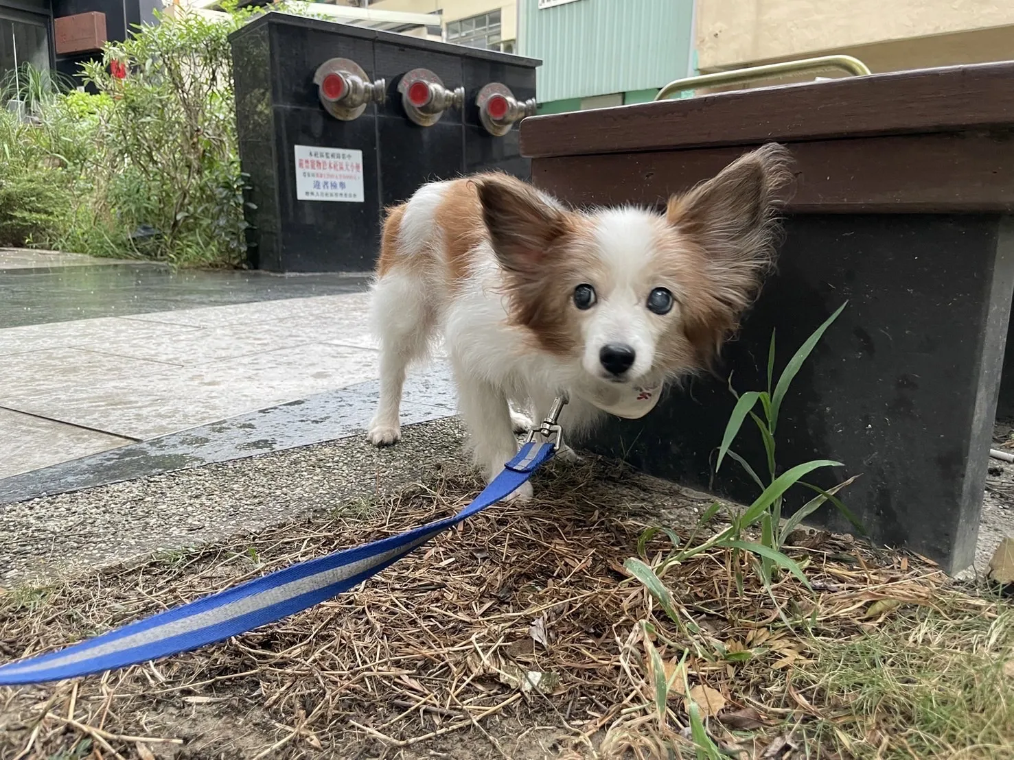 伏特窩寵物旅館