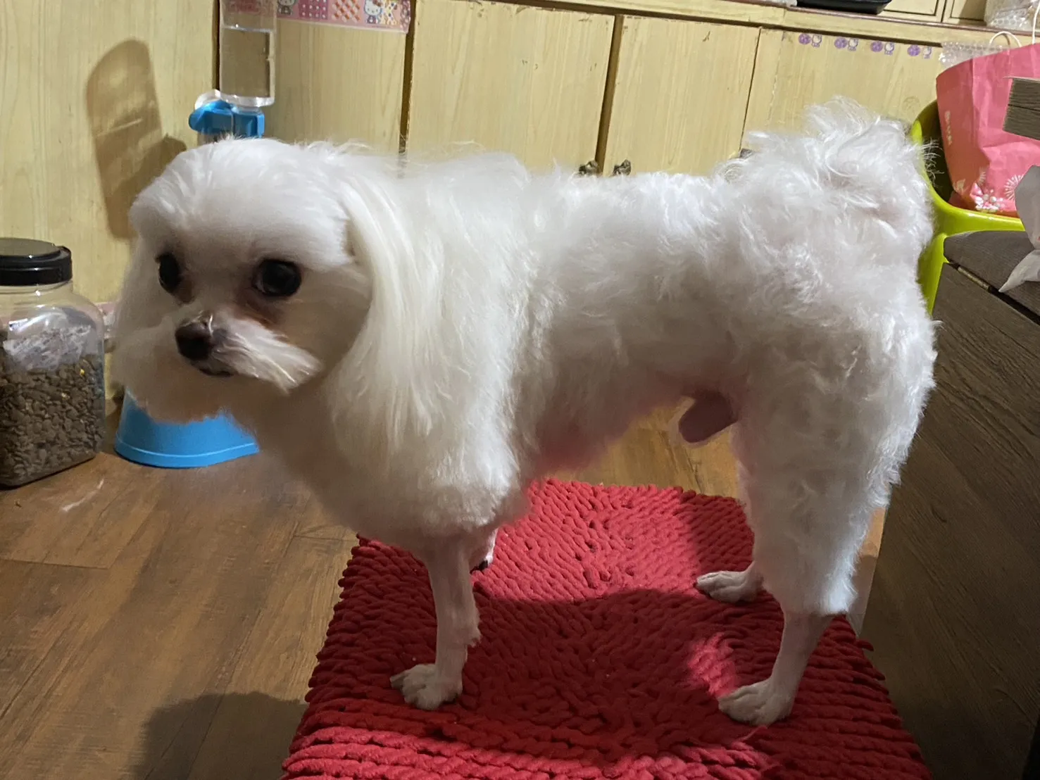 艾莉亞寵物精品美容