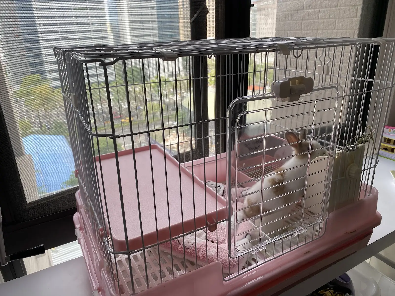 歐歐兔股份有限公司(犬)