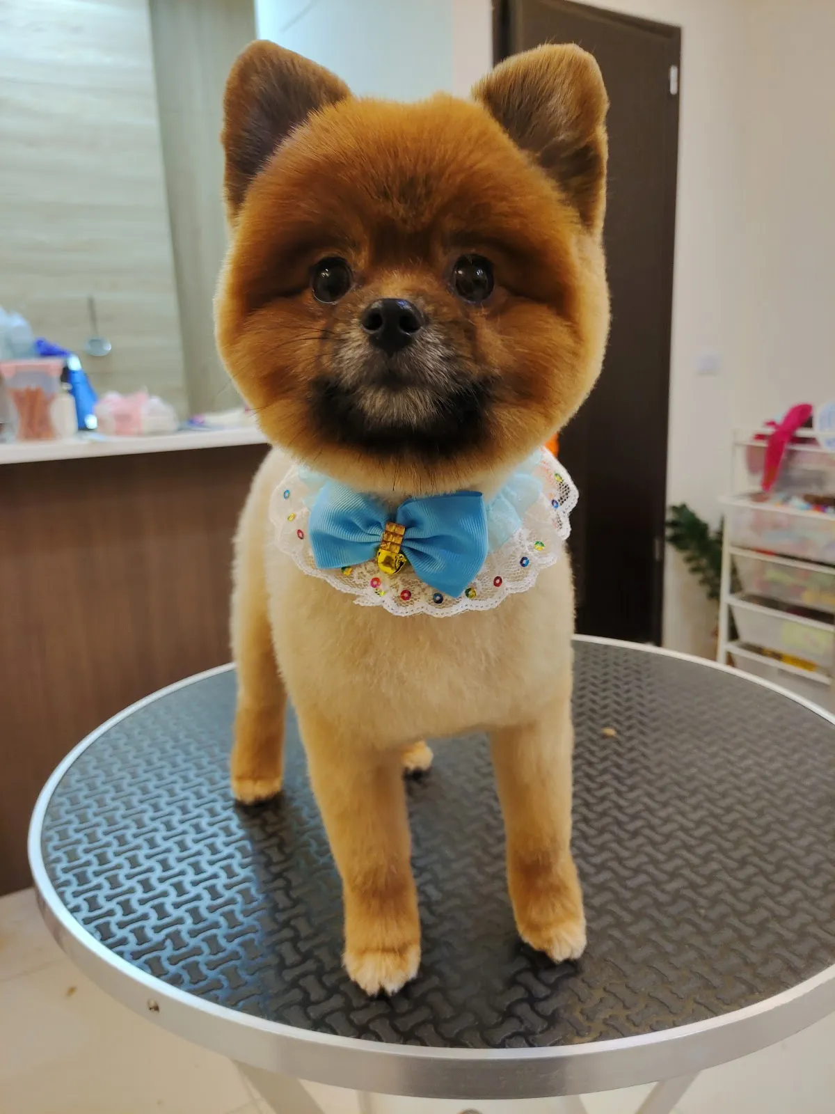 伏特喵專業貓咪美容