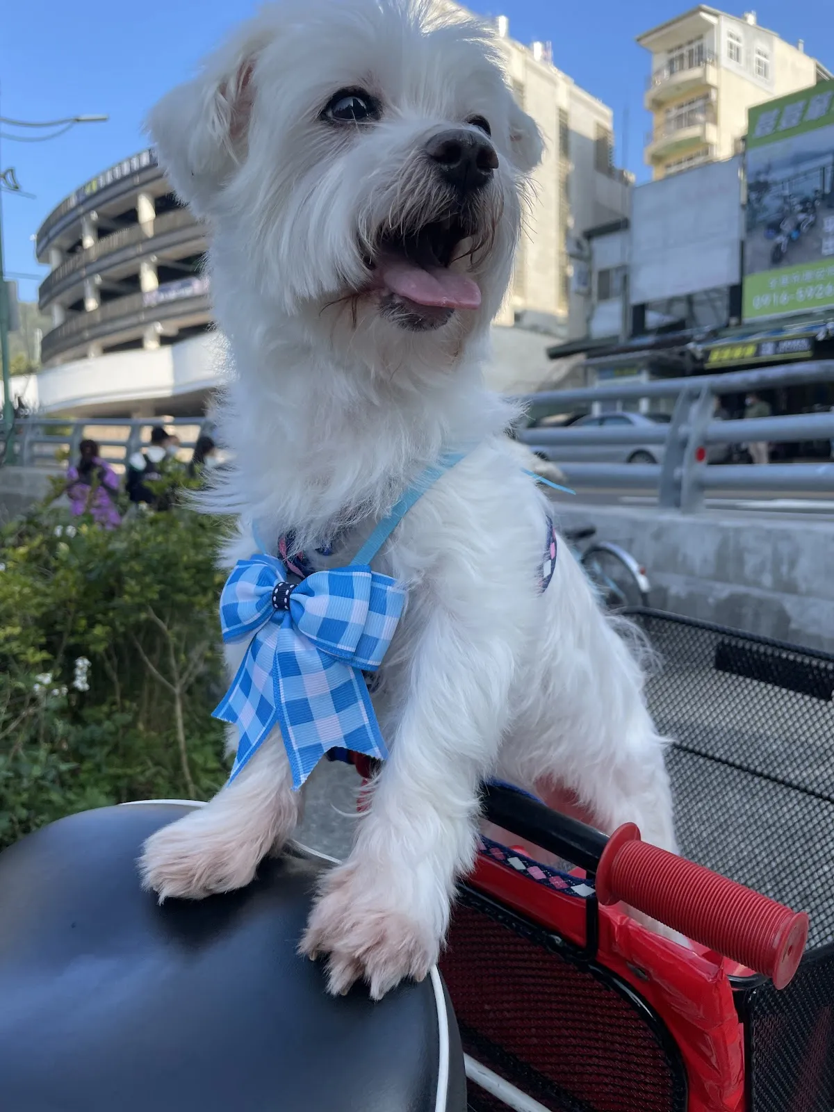 伏特喵專業貓咪美容