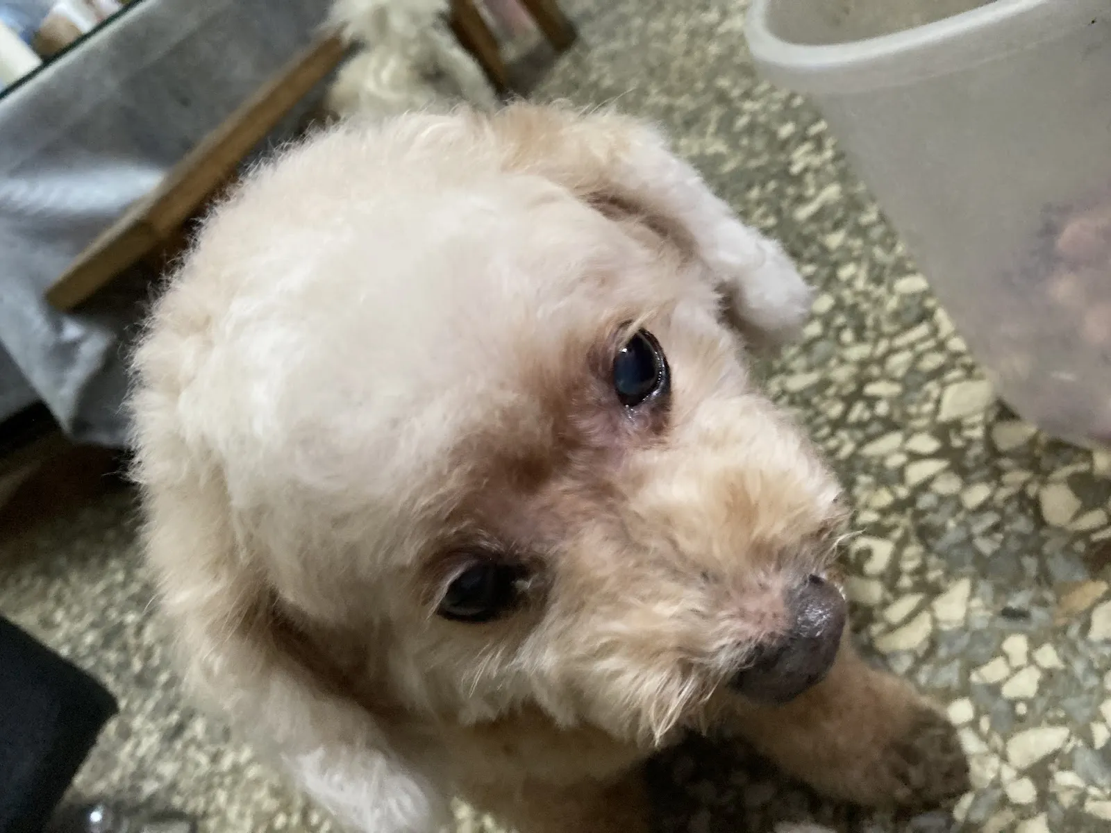 伏特喵專業貓咪美容