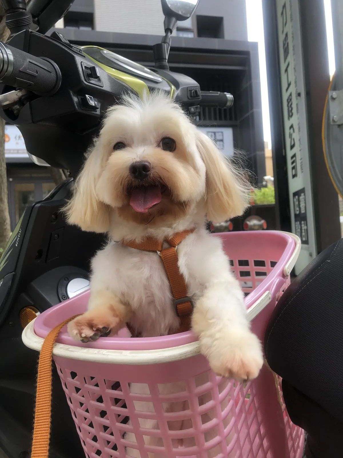 伏特喵專業貓咪美容