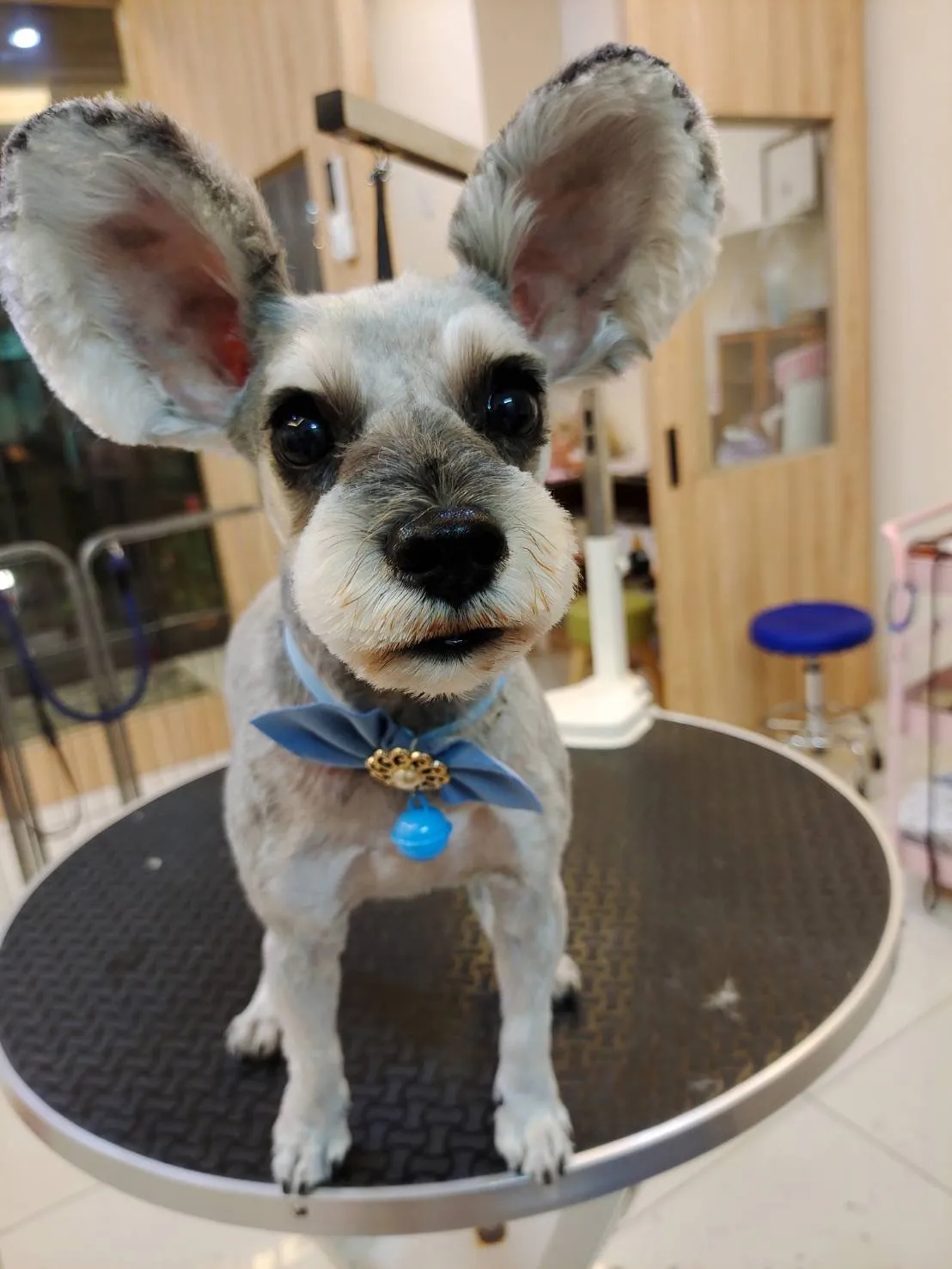 伏特喵專業貓咪美容