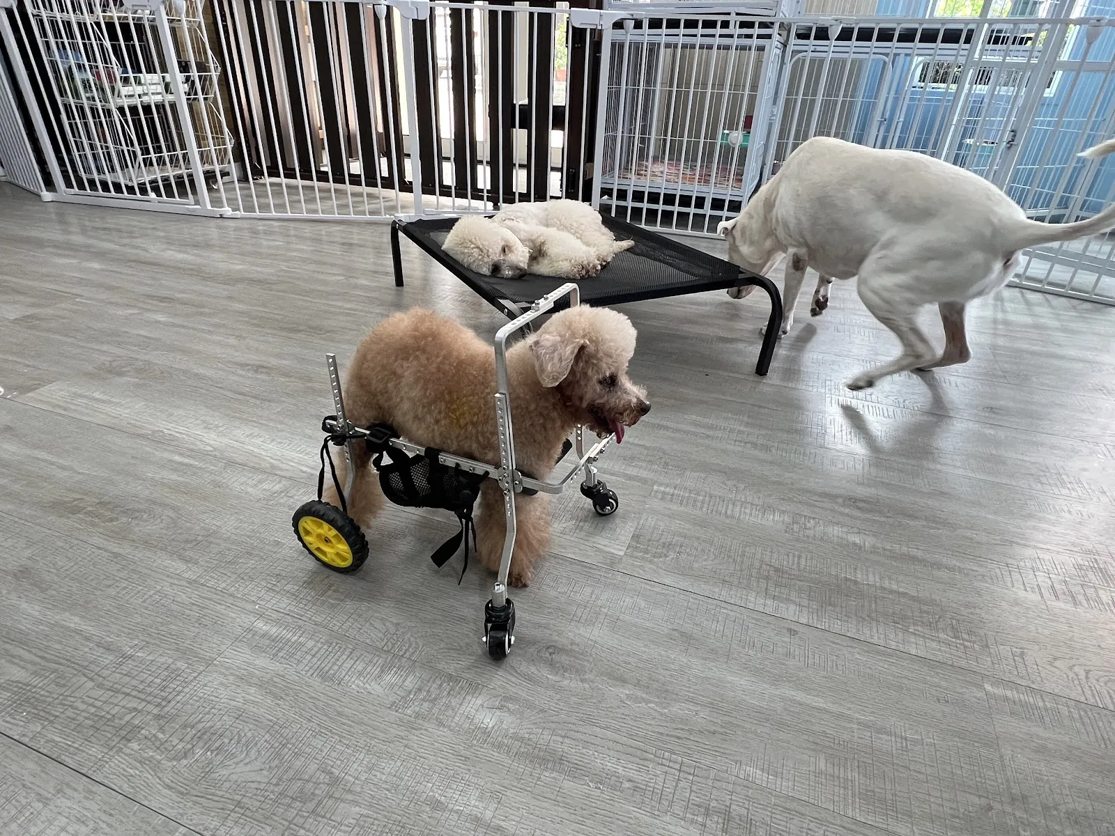 艾貝寵物美容坊