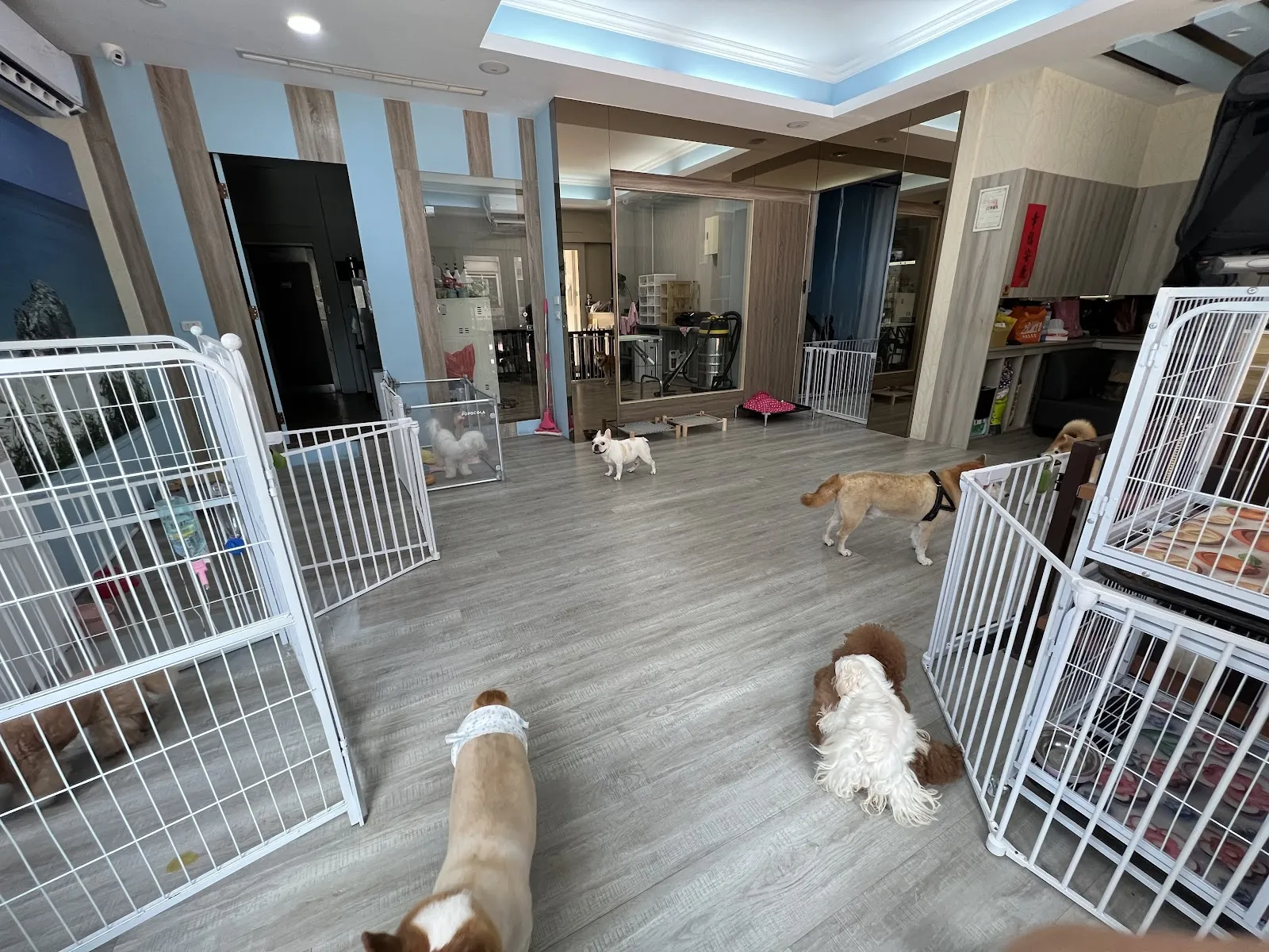 艾貝寵物美容坊