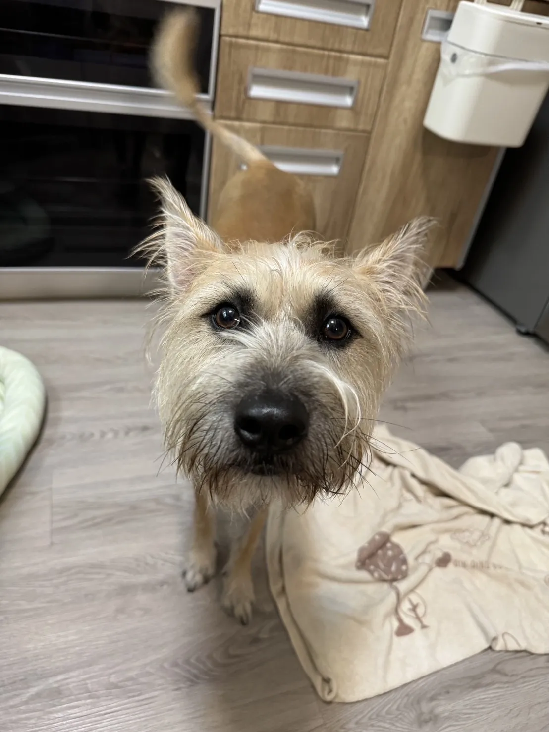 毛毛兄弟會寵物美容