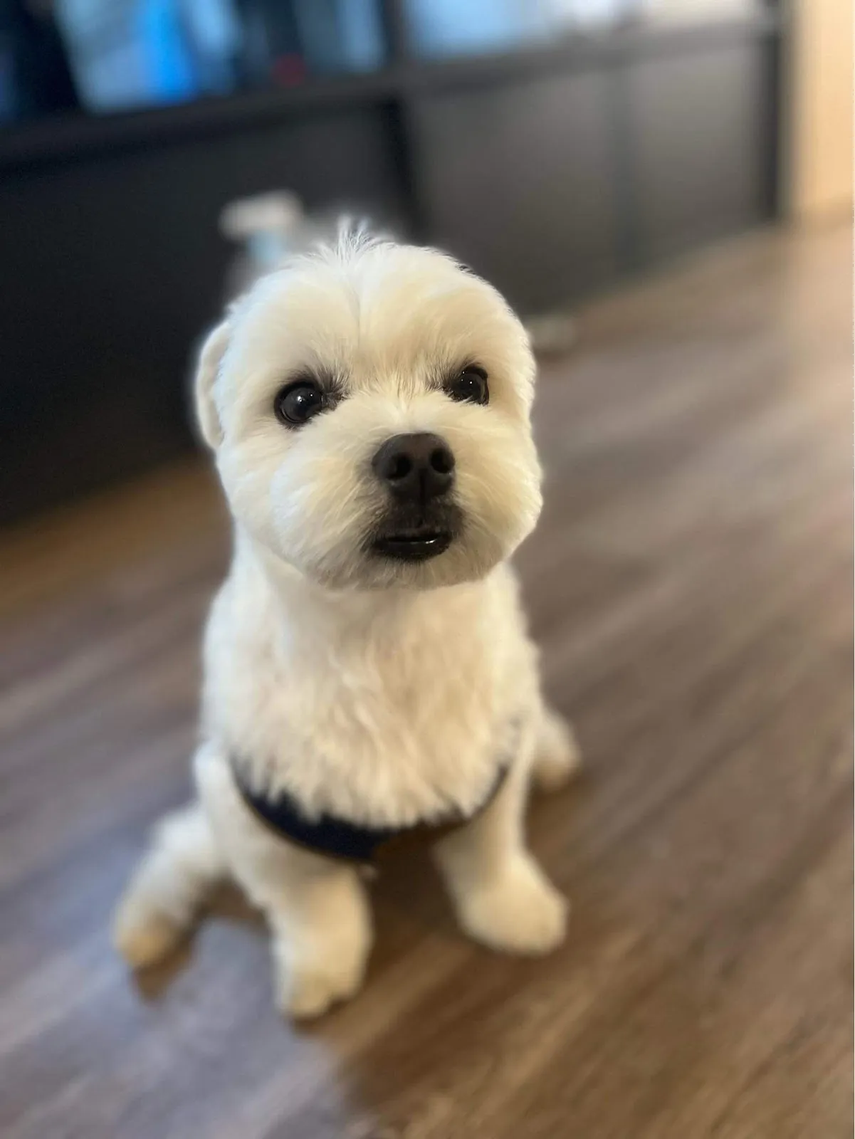 毛毛兄弟會寵物美容